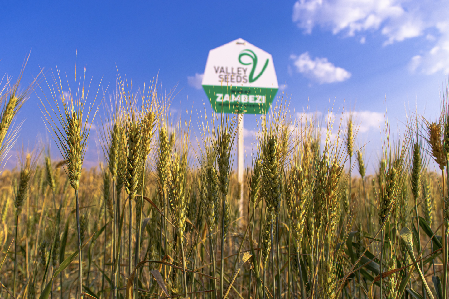 An image of Pioneer 3812W maize crop.