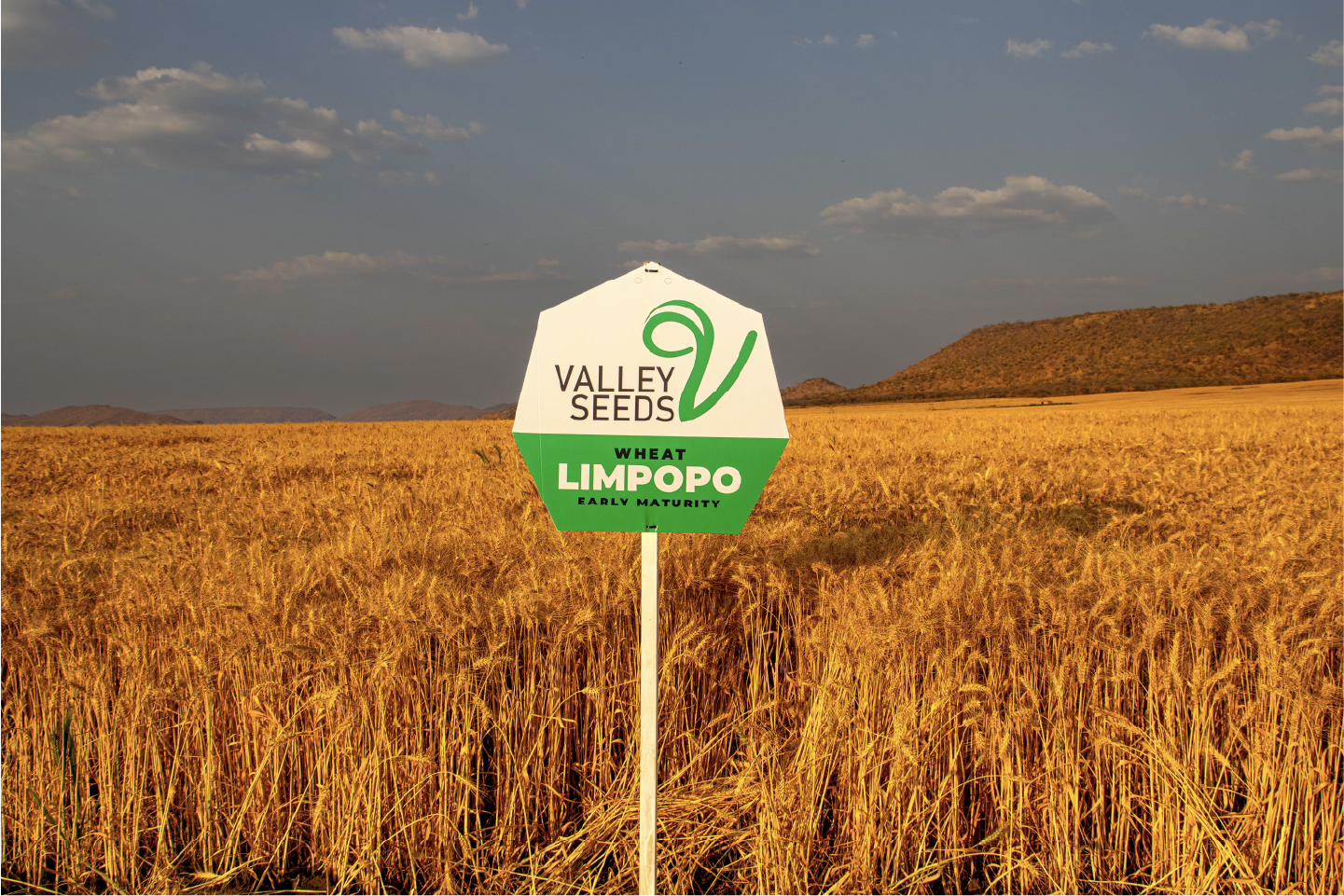 An image of Pioneer 3812W maize crop.